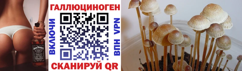 что такое   маркетплейс клад  мега как зайти  Галлюциногенные грибы Magic Shrooms  Трёхгорный 
